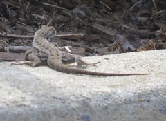 Sceloporus occidentalis bocourtii