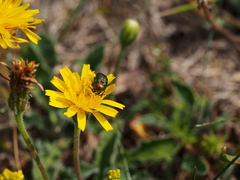 Cryptocephalus sericeus