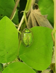 Physonota attenuata