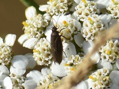 Scythris cicadella