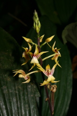 Plocoglottis plicata