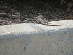 Sceloporus occidentalis bocourtii
