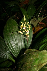 Plocoglottis plicata