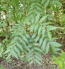 Pistacia chinensis
