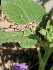 Melanoplini