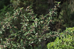 Malacomeles denticulata