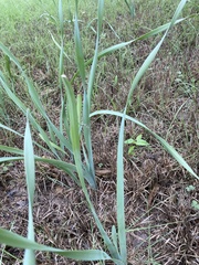 Zephyranthes drummondii