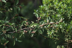 Malacomeles denticulata