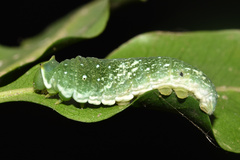 Papilio dardanus cenea