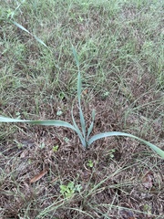 Zephyranthes drummondii