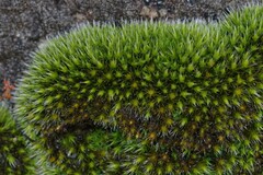 Grimmia