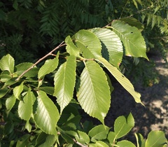 Ulmus americana