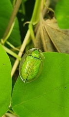 Physonota attenuata