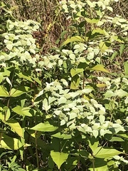 Pycnanthemum muticum