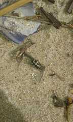 Kuschelina mathematica