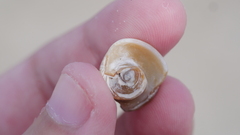 Neverita duplicata