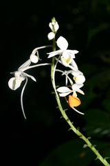 Calanthe zollingeri