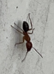 Myrmentoma
