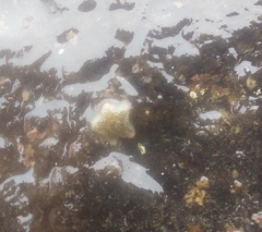 Asterina martinbarriosi