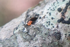 Nectria cinnabarina