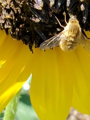 Bombyliinae