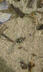 Kuschelina mathematica