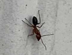 Myrmentoma
