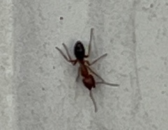 Myrmentoma