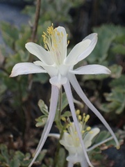 Aquilegia pubescens
