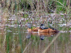 Nettapus auritus