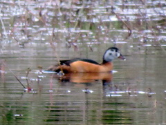 Nettapus auritus