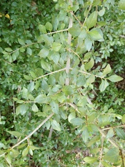 Forestiera pubescens