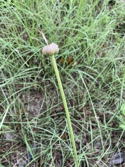 Zephyranthes chlorosolen