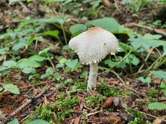 Lepiota clypeolaria