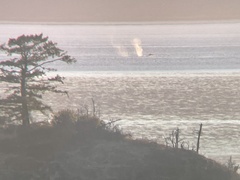 Megaptera novaeangliae