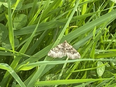 Xanthorhoe lacustrata