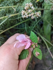 Impatiens glandulifera