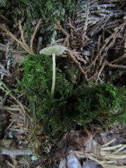 Cystolepiota