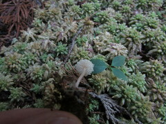 Cystolepiota