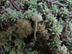 Cystolepiota