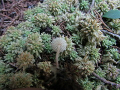Cystolepiota