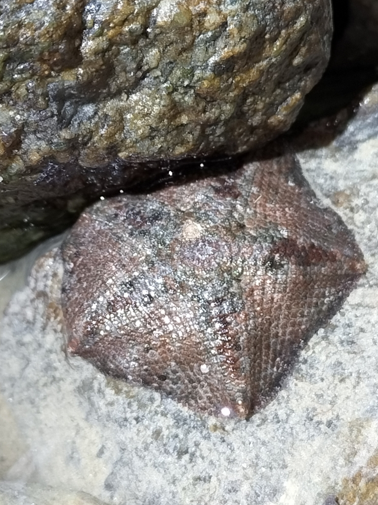 Cryptasterina pentagona