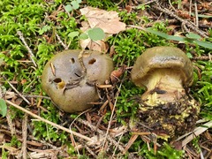 Cortinarius atrovirens