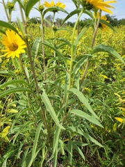 Helianthus maximiliani