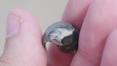 Neverita duplicata
