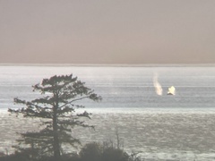 Megaptera novaeangliae