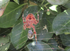 Araneus gemmoides