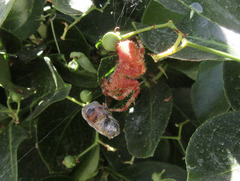 Araneus gemmoides