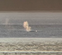 Megaptera novaeangliae