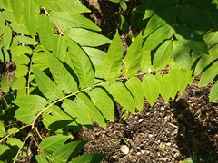Ailanthus altissima